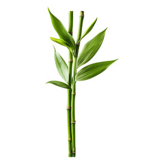Green bamboo stalks with vibrant leaves a nature study