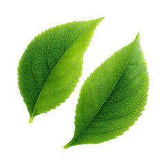 Fototapeta premium Two vibrant green leaves with distinct leaf veins are isolated on a clean white background, showcasing natural foliage details.