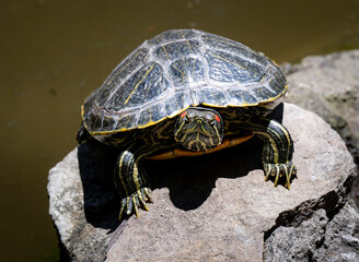 Tortoise staring into the camera with a pose 