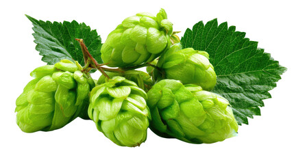 Obraz premium Hop Blossoms' Close-up: A collection of vibrant, verdant hop blossoms, showcasing the intricate textures and beauty of this essential ingredient for brewing beer.