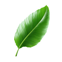 Fototapeta premium A lush, vibrant green banana leaf featuring distinct, parallel veins and a smooth, glossy surface, capturing the essence of tropical nature.
