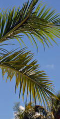 palm tree leaves on blue sky