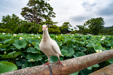 鎌倉25714　鶴岡八幡宮3　蓮