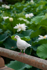 鎌倉25714　鶴岡八幡宮2　蓮