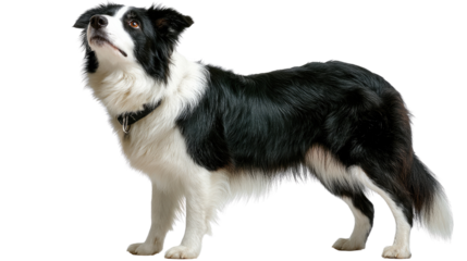 Elegant Border Collie Posing: This is a captivating shot of a pristine border collie. The dog strikes a regal pose. The photograph radiates elegance.