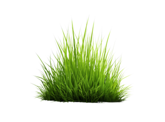 Lush green grass tuft isolated on black background, Isolated On White, Transparent Background, Png Cut Out
