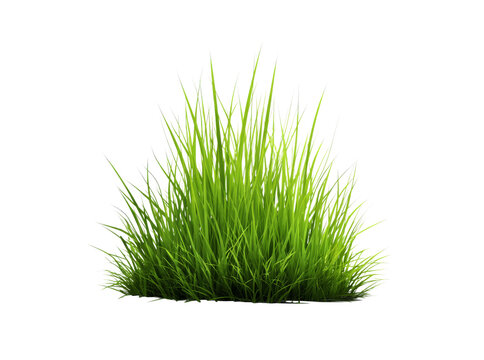 Lush green grass tuft isolated on black background, Isolated On White, Transparent Background, Png Cut Out
