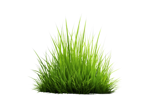 Lush green grass tuft isolated on black background, Isolated On White, Transparent Background, Png Cut Out