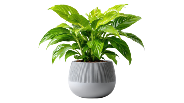 Potted Greenery: A vibrant, lush, green houseplant thrives in an elegant gray pot, creating a calming visual. A fresh, stylish composition ideal for design elements