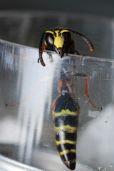 yellow black potter wasp macro photo