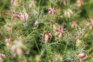 A vibrant cluster of striped purple and green Nigella (Love-in-a-Mist) seed pods, nestled among its...