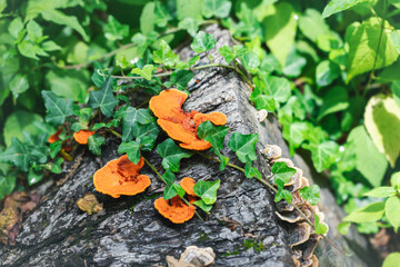 Close-up of vibrant orange shelf fungi growing on a dark tree stump, intertwined with green ivy vines and surrounded by lush green foliage