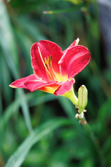 A vibrant red daylily with a yellow throat and visible stamens