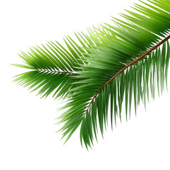 A vibrant green palm leaf with long, slender blades, showcasing natural botanical structure in a tropical setting.