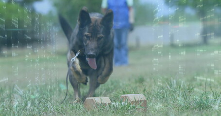 Running German Shepherd dog leaping over low hurdle on field with trainer in vest holding leash