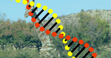 Standing solitary giraffe surveying savanna landscape, with DNA double helix graphic, copy space © vectorfusionart