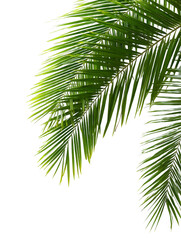 Fototapeta premium Close-up of vibrant green palm tree leaves isolated on a plain white background, showcasing tropical foliage and natural beauty.