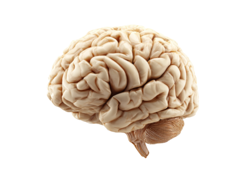 Human brain anatomy detailed 3d model medical science, Isolated On White, Transparent Background, Png Cut Out