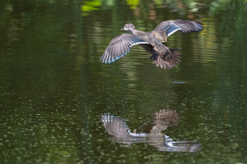 Female juvenile wood duck in flight over a pond.