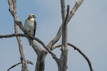 Young red-shouldered hawk perched in a dead tree.
