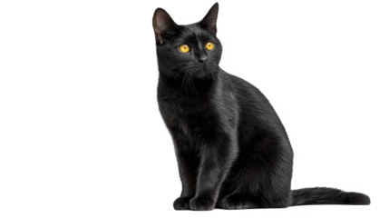 Black house cat with striking yellow eyes sitting on a transparent background PNG file