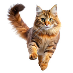 Obraz premium Majestic fluffy orange tabby cat in motion isolated on transparent background