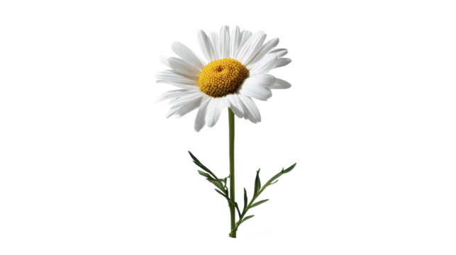 Fresh white daisy flower with green stem and leaves on a transparent background PNG image