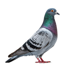 Naklejka premium A detailed portrait of a rock dove pigeon isolated on transparent background