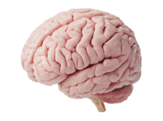 Human brain anatomy medical science neurological study, Isolated On White, Transparent Background, Png Cut Out