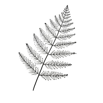 A detailed black and white illustration of a fern leaf, showcasing its delicate structure and intricate veins.