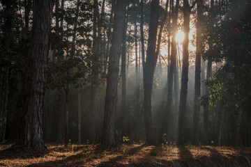 Obraz premium evening golden sun rays shining behind many brown tree trunks in wood