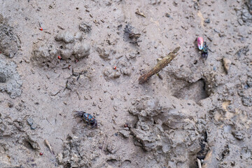 a small colorful fiddler crab standing cover a hole on the mud floor in swamp mangrove forest