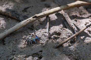 a small colorful fiddler crab standing cover a hole on the mud floor in swamp mangrove forest