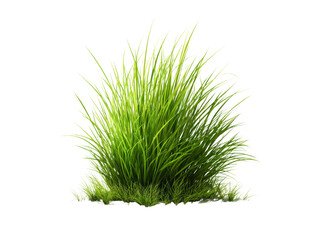 Lush green grass tuft isolated on black background, Isolated On White, Transparent Background, Png Cut Out