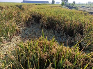 Golden rice field ready for harvest, bent by the afternoon breeze, glistening with dew.