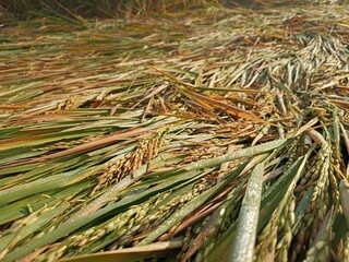 Golden rice field ready for harvest, bent by the afternoon breeze, glistening with dew.