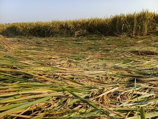 Golden rice field ready for harvest, bent by the afternoon breeze, glistening with dew.