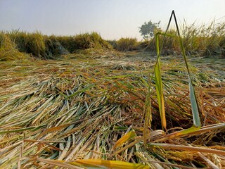 Golden rice field ready for harvest, bent by the afternoon breeze, glistening with dew.