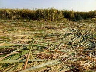 Golden rice field ready for harvest, bent by the afternoon breeze, glistening with dew.