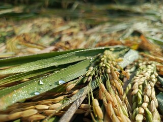 Golden rice field ready for harvest, bent by the afternoon breeze, glistening with dew.