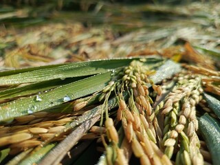 Golden rice field ready for harvest, bent by the afternoon breeze, glistening with dew.