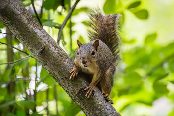 An angry squirrel in a tree at Whitaker Ponds Nature Park in Portland Oregon