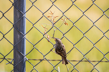 A House Sparrow perched on a cyclone fence and eating from a twig