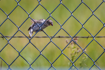A House Sparrow clinging to a cyclone fence and peering through at the camera