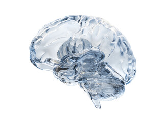 Crystal clear brain human anatomy neurological science, Isolated On White, Transparent Background, Png Cut Out