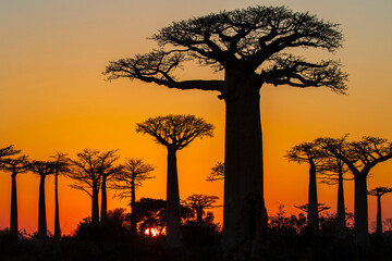 Baobab Tree at the Avenue of the Baobabs Madagascar