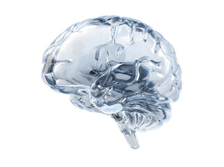 Crystal clear human brain anatomy medical science, Isolated On White, Transparent Background, Png Cut Out