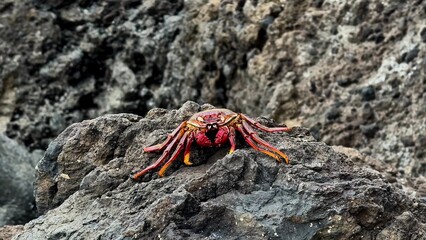 A beautiful, vivid red crab sits atop a rocky surface, showcasing its stunning colors against a rugged background