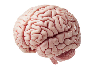 Human brain anatomy detailed neurological study medical science, Isolated On White, Transparent Background, Png Cut Out