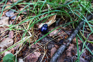 A dark blue dung beetle, rests on a patch of green grass and fallen leaves, a close-up of an...